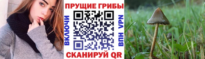 Псилоцибиновые грибы MAGIC MUSHROOMS  закладка  Ильский 